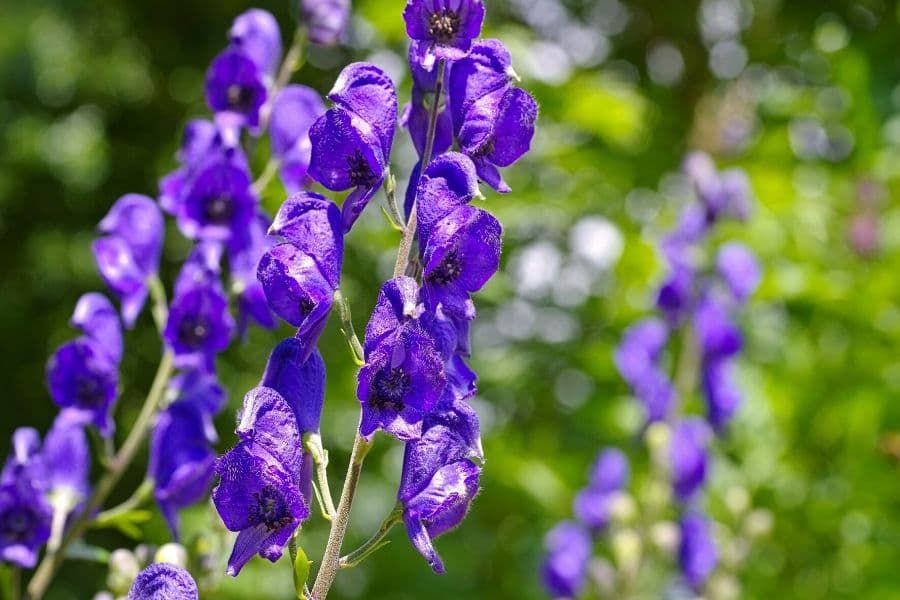Aconitum offers bees more nectar to carry its toxic pollen
