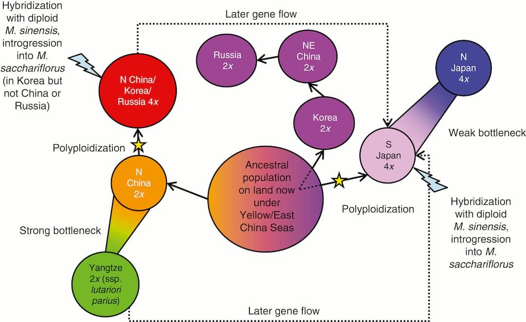 The Miscanthus sacchariflorus homeland lies beneath the waves