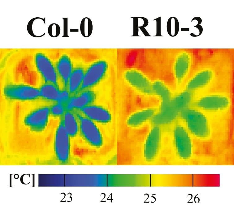 Leaf temperatures
