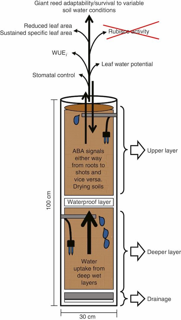 Root responses in Arundo donax