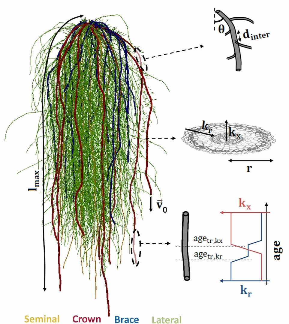 MARSHAL, a novel tool for modeling root system hydraulics