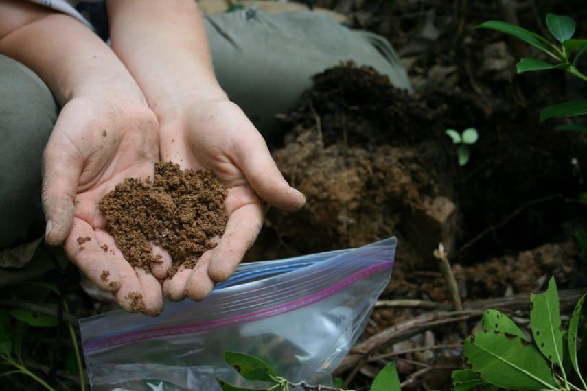 La química del suelo, no la exclusión a corto plazo de los venados, explica la ocupación de las plantas del sotobosque en los bosques de robles de Pensilvania