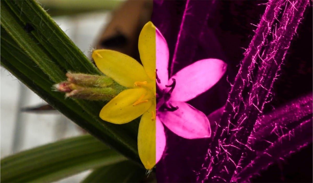 El papel de la reflectancia ultravioleta y el patrón en el sistema de polinización de Hypoxis camerooniana