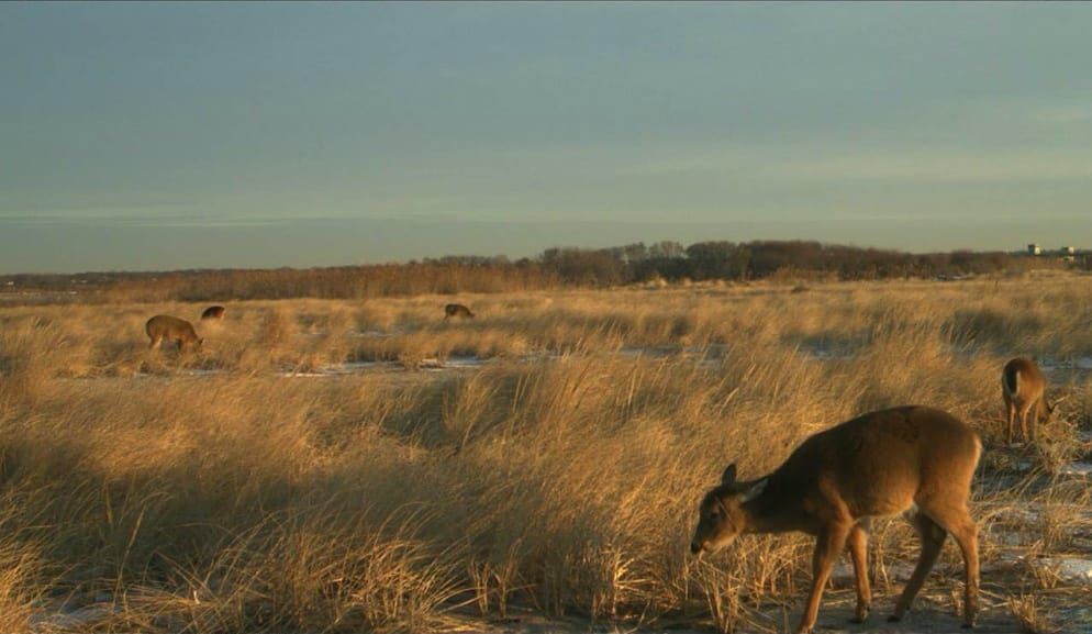 Effects of deer exclusion on plant recovery in dune ecosystems after a severe coastal storm