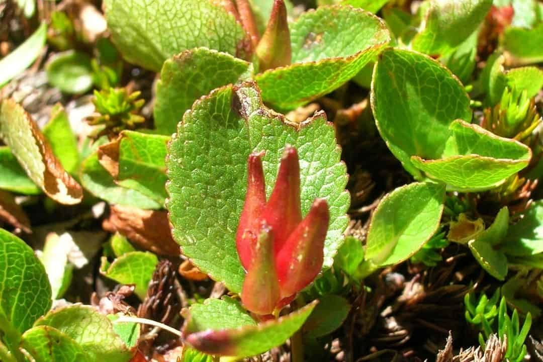 The mountains are getting warmer, and willow colonies are shrinking