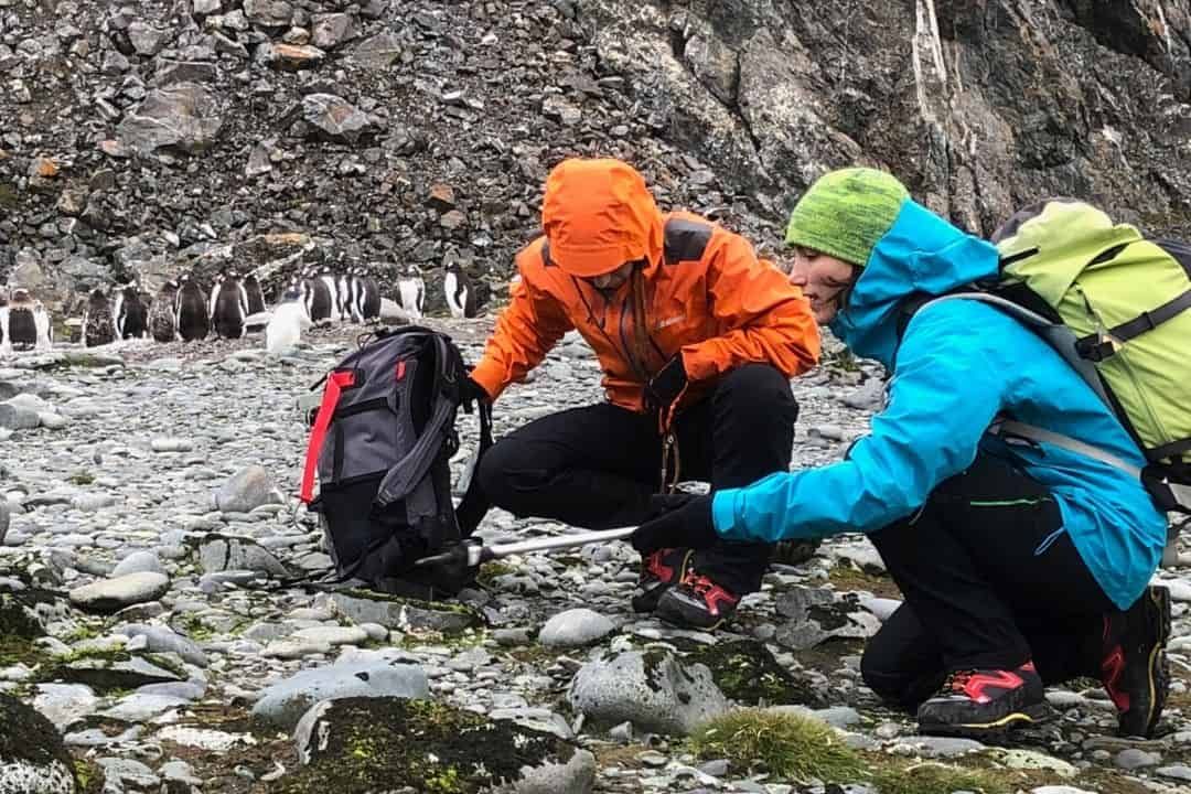 How does partnership work for a lichen in the Antarctic?
