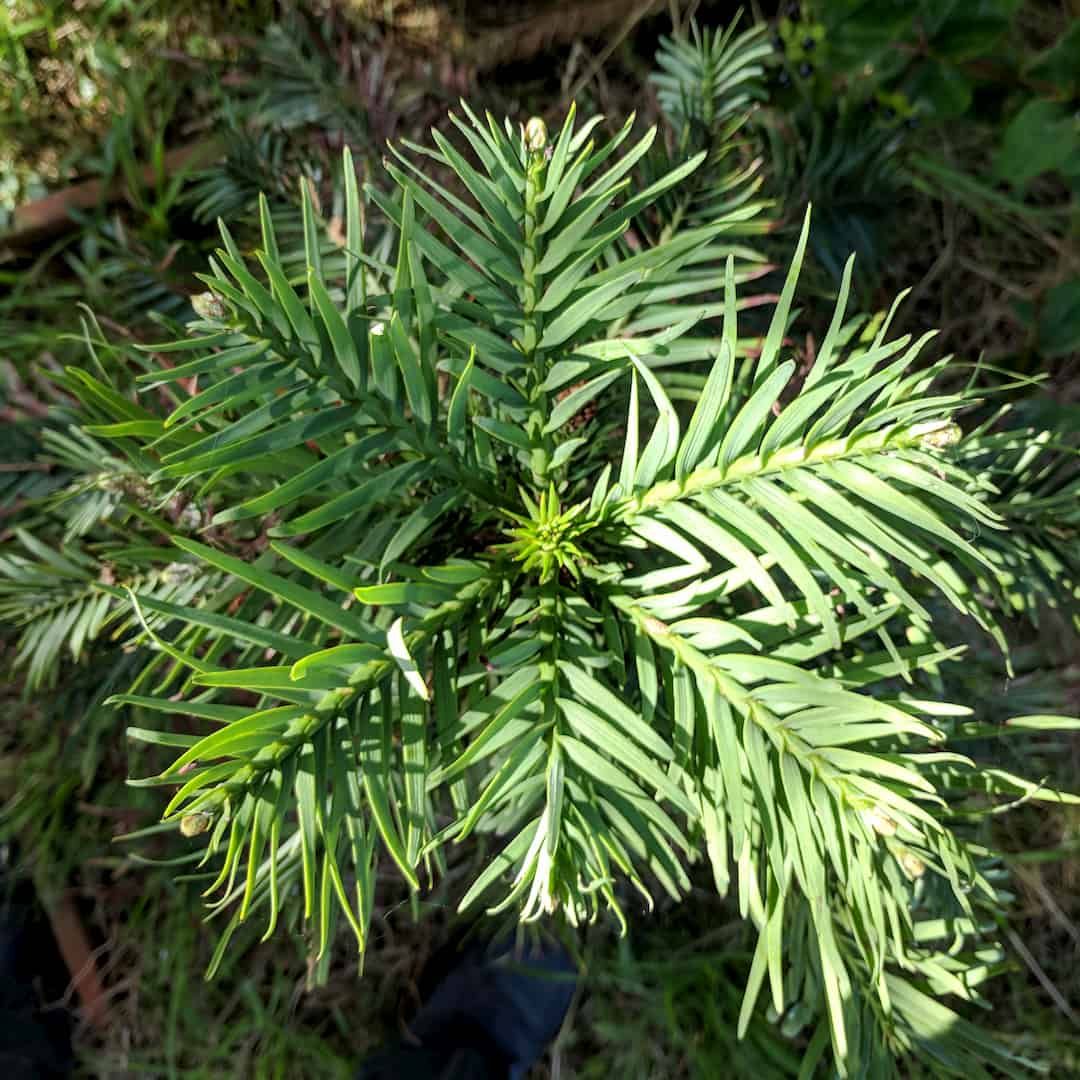 Plant Records: The world’s most common group of plants is…