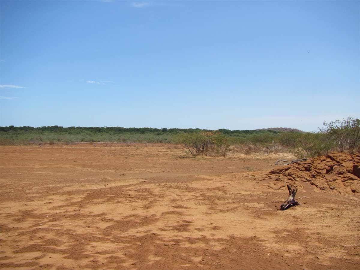 Seedling responses to salinity of 26 Neotropical tree species