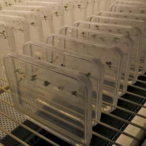 The bzh root system reacts highly economically when N is scarce