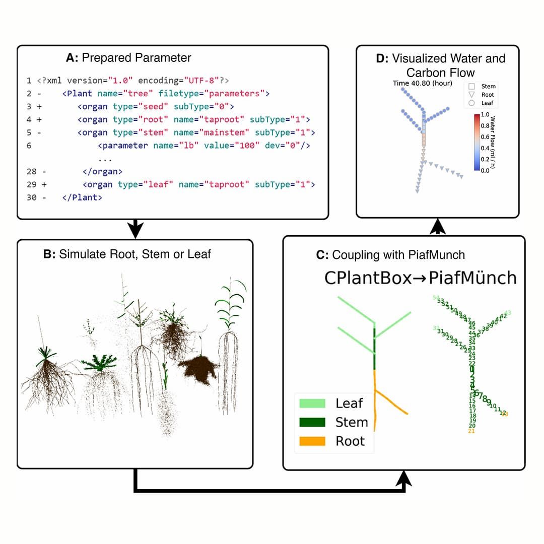 A new whole-plant framework simulates realistic water and carbon flow