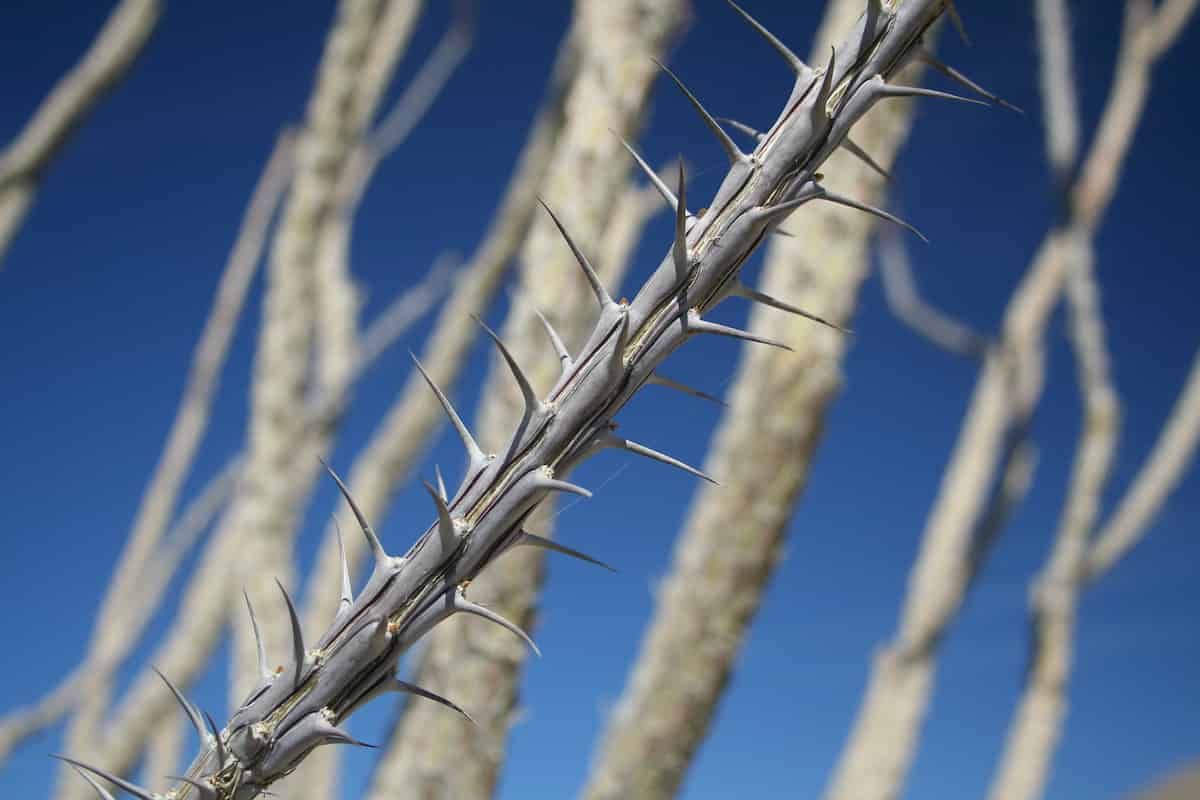 Spine type and resource availability affect when saplings grow their defences