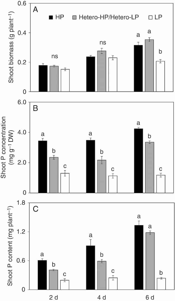 Auxin redistribution modifies maize root proliferation