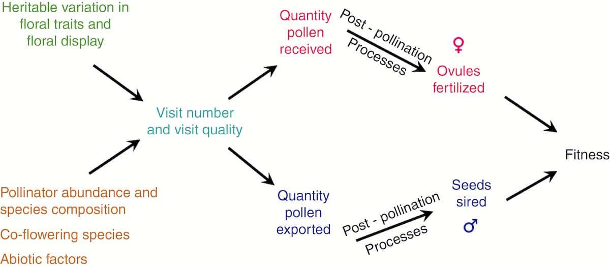 Botanists find out who’s the daddy