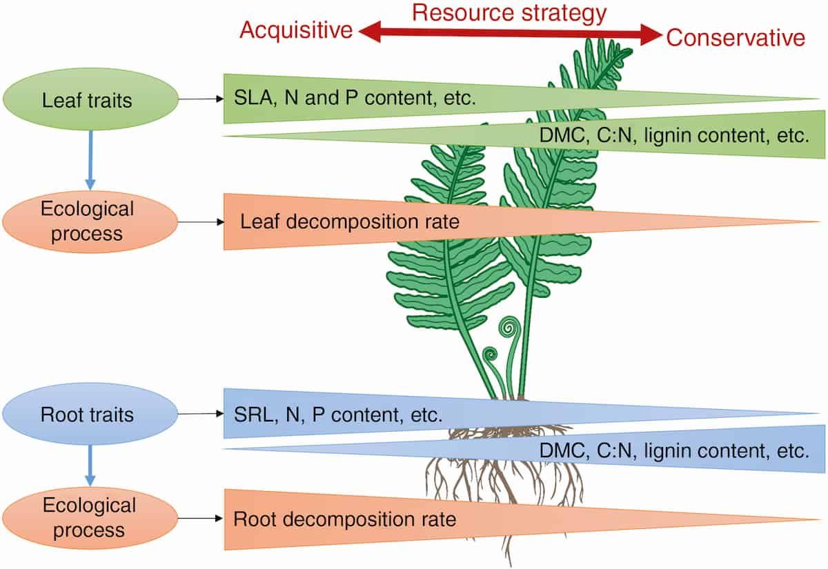 Plant economics spectrum theory holds true within ferns