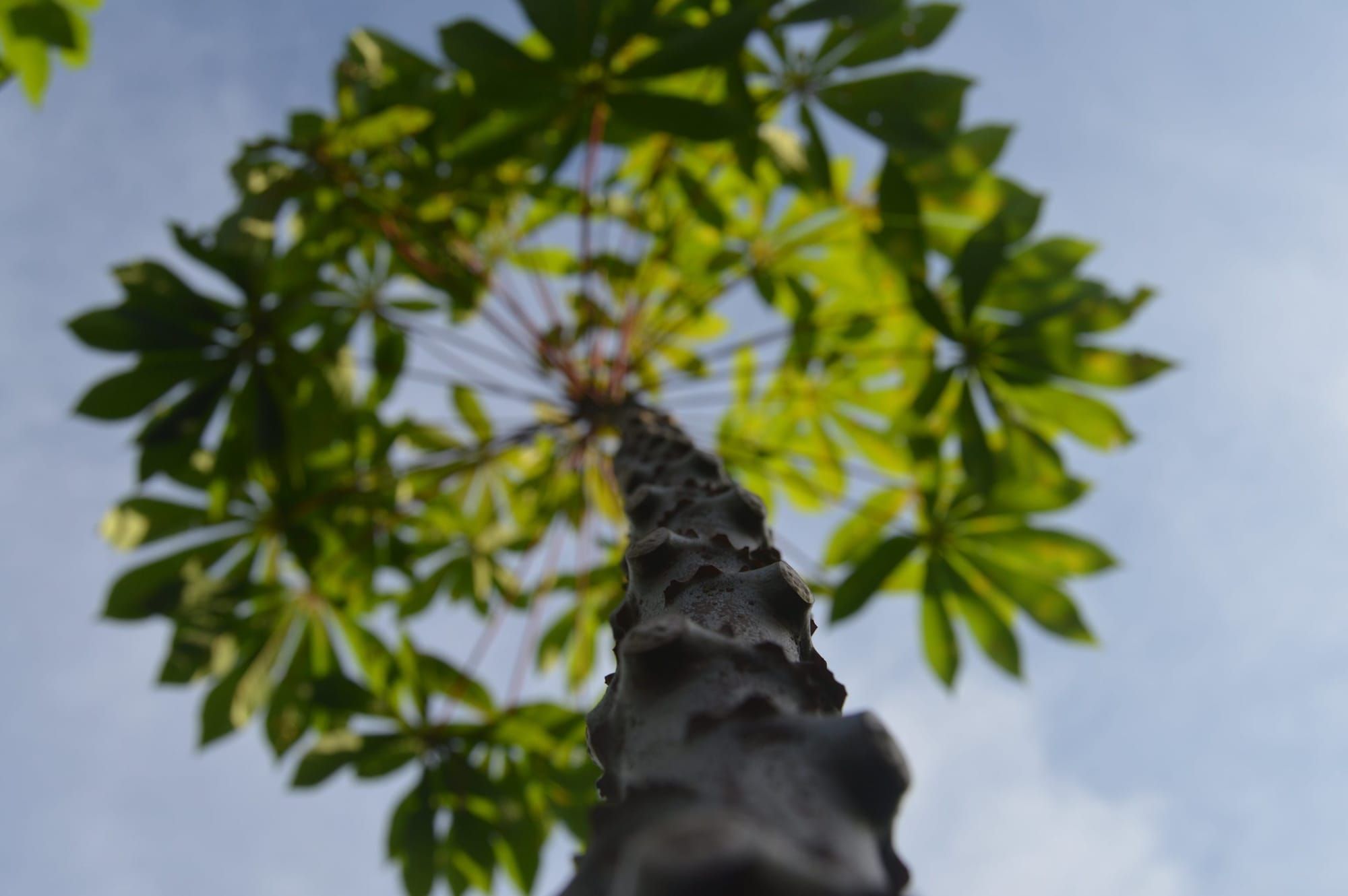 Decrypting the tubby-like protein gene family in cassava