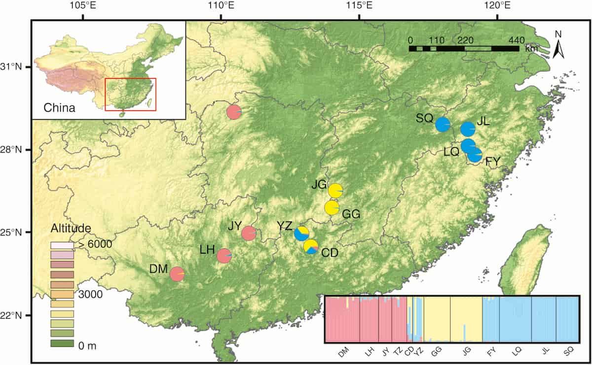 Evolutionary history of Pseudotaxus: old lineage, young populations