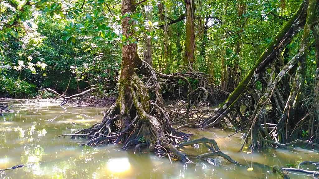 Mutualistic relationship between mangrove plants and diazotrophs
