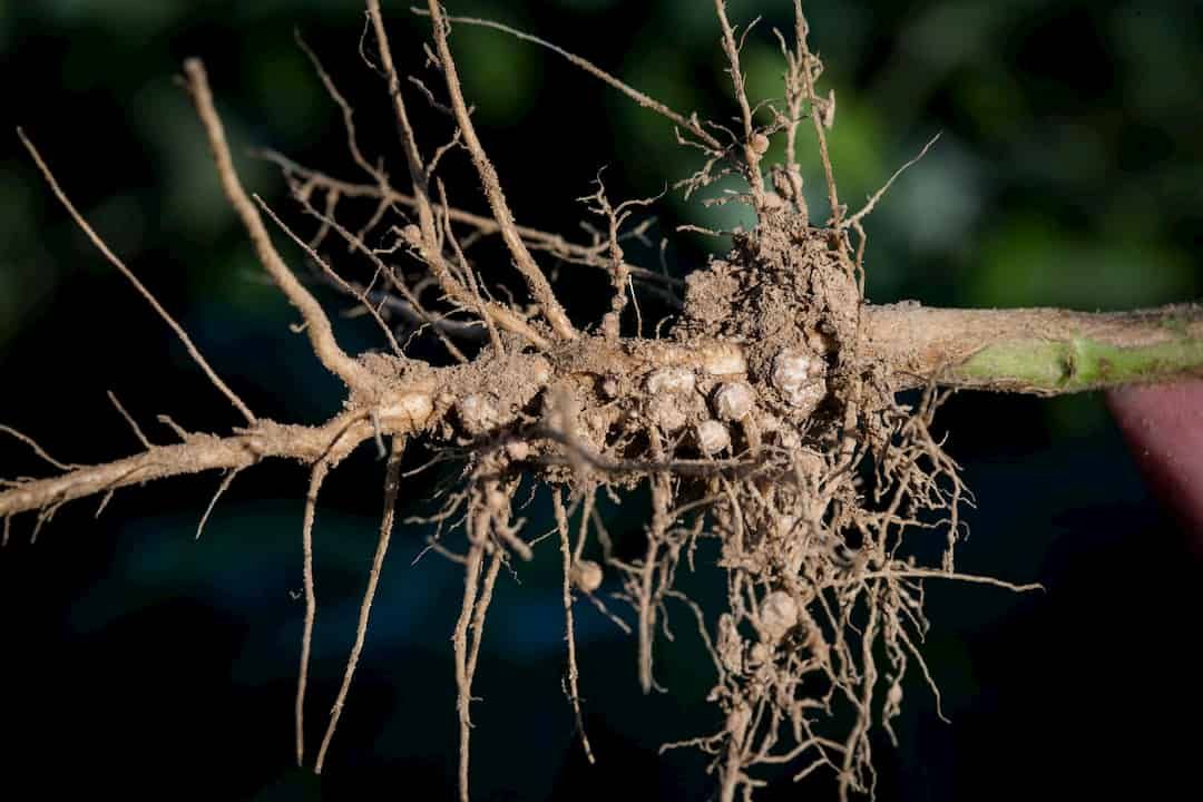 Decoding Soybean Nodulation