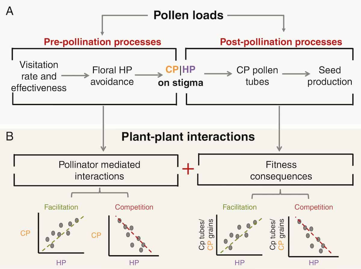 Pollen on stigmas as proxies pollinator effectiveness