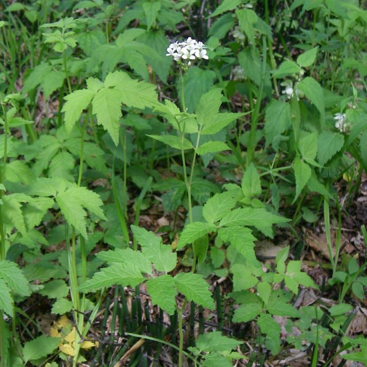 Using genetic analyses to understand population structure and genet assignment of a clonal forest-floor herb