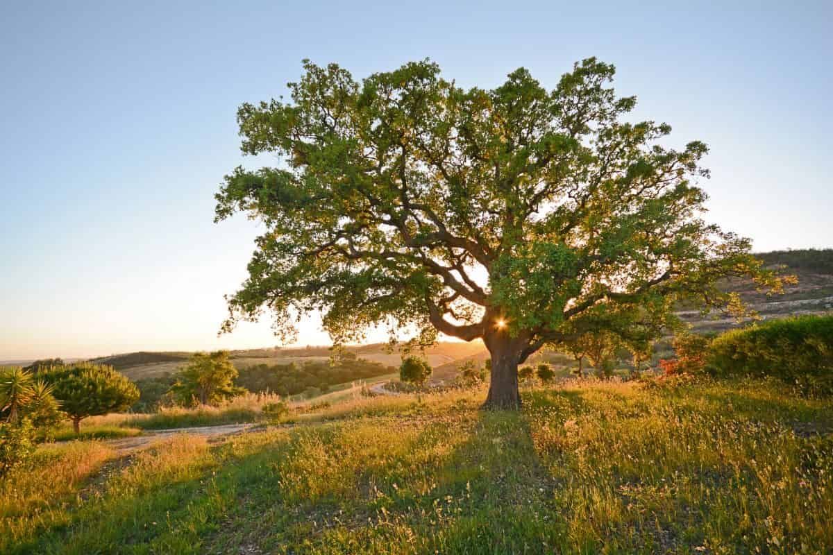 How does variation in traits of Tunisian oak seeds affect survival?