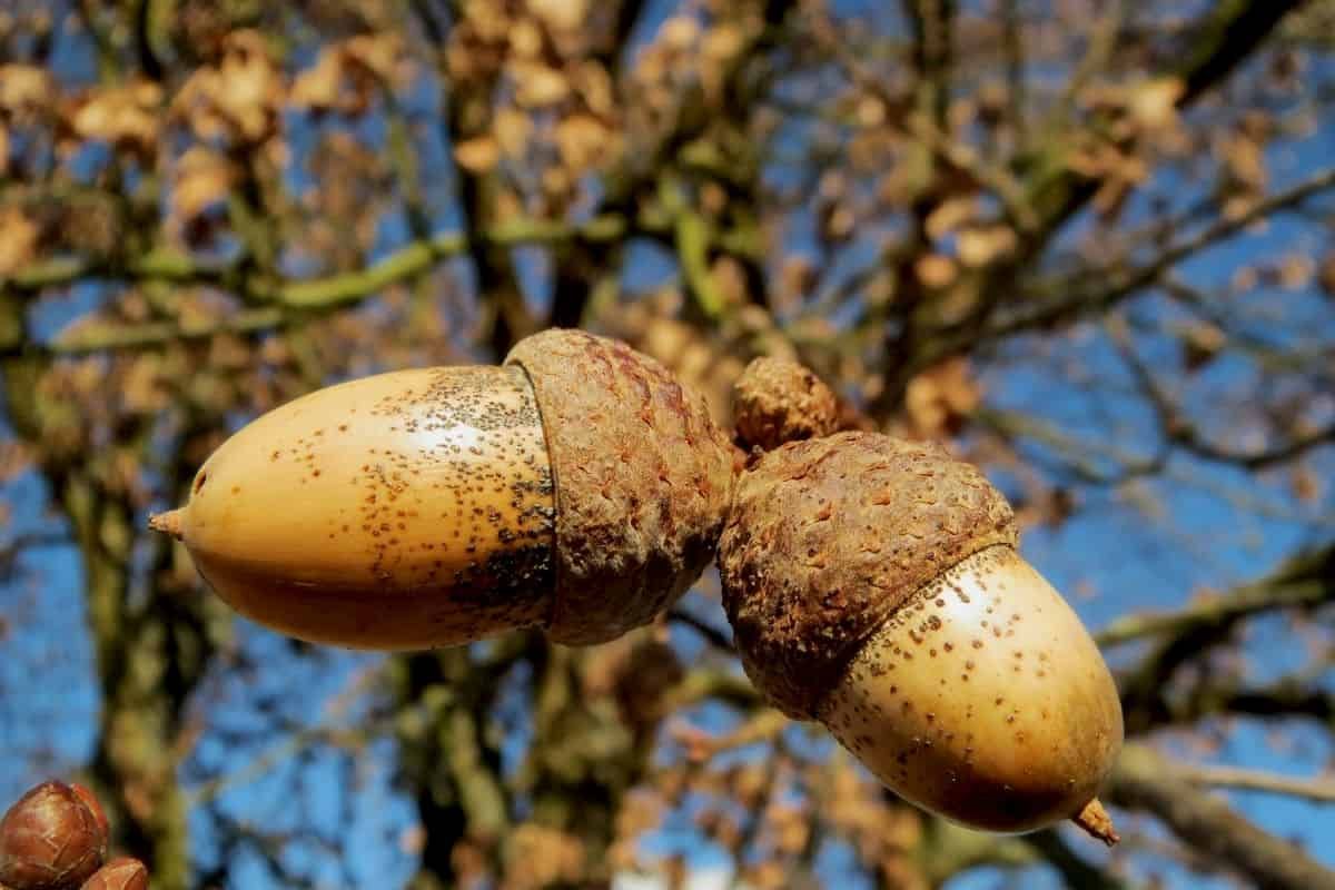 The Oaks of the North Are Unexpectedly Well-Defended