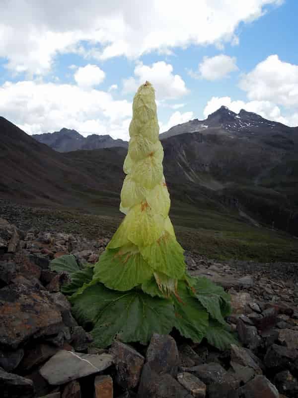 Excessive Nibbling May Interfere With Reproduction for the Noble Rhubarb