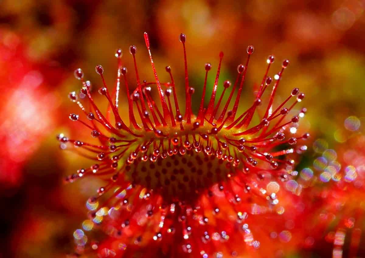 The Chemical Tools of Carnivorous Plants