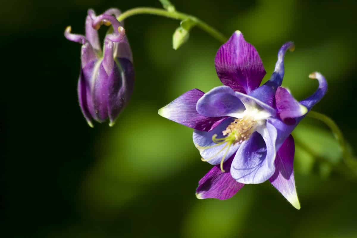 Staminodes of Aquilegia: how an unusual floral organ develops