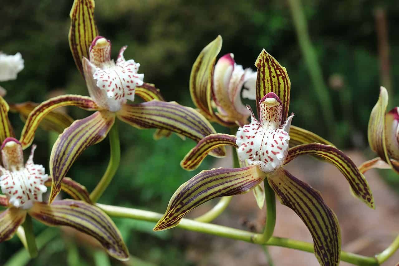 Dying to grow: Programmed Cell Death key to an epiphytic orchid’s root development