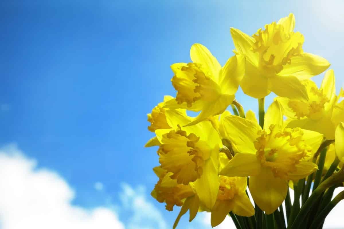 Daffodils and Snowdrops react differently to warming seasons
