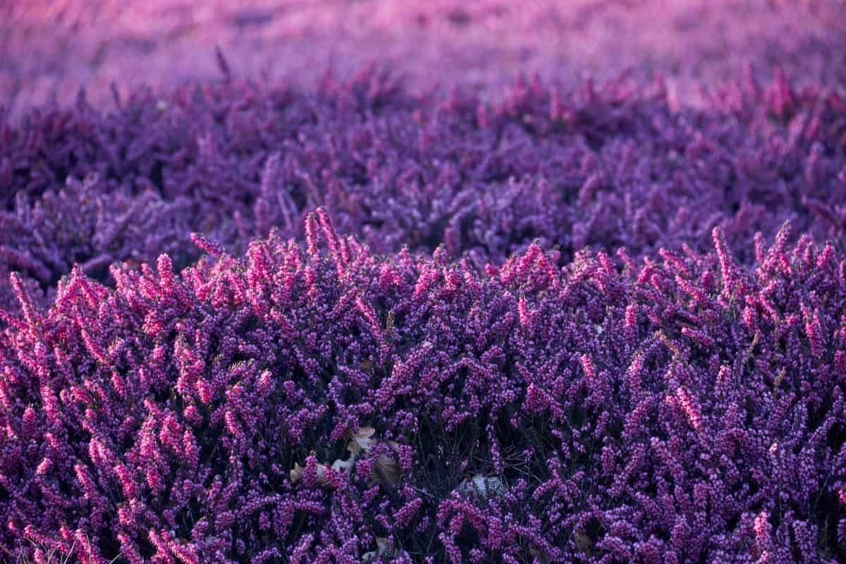 Will heather be lucky heather as carbon dioxide concentrations rise?