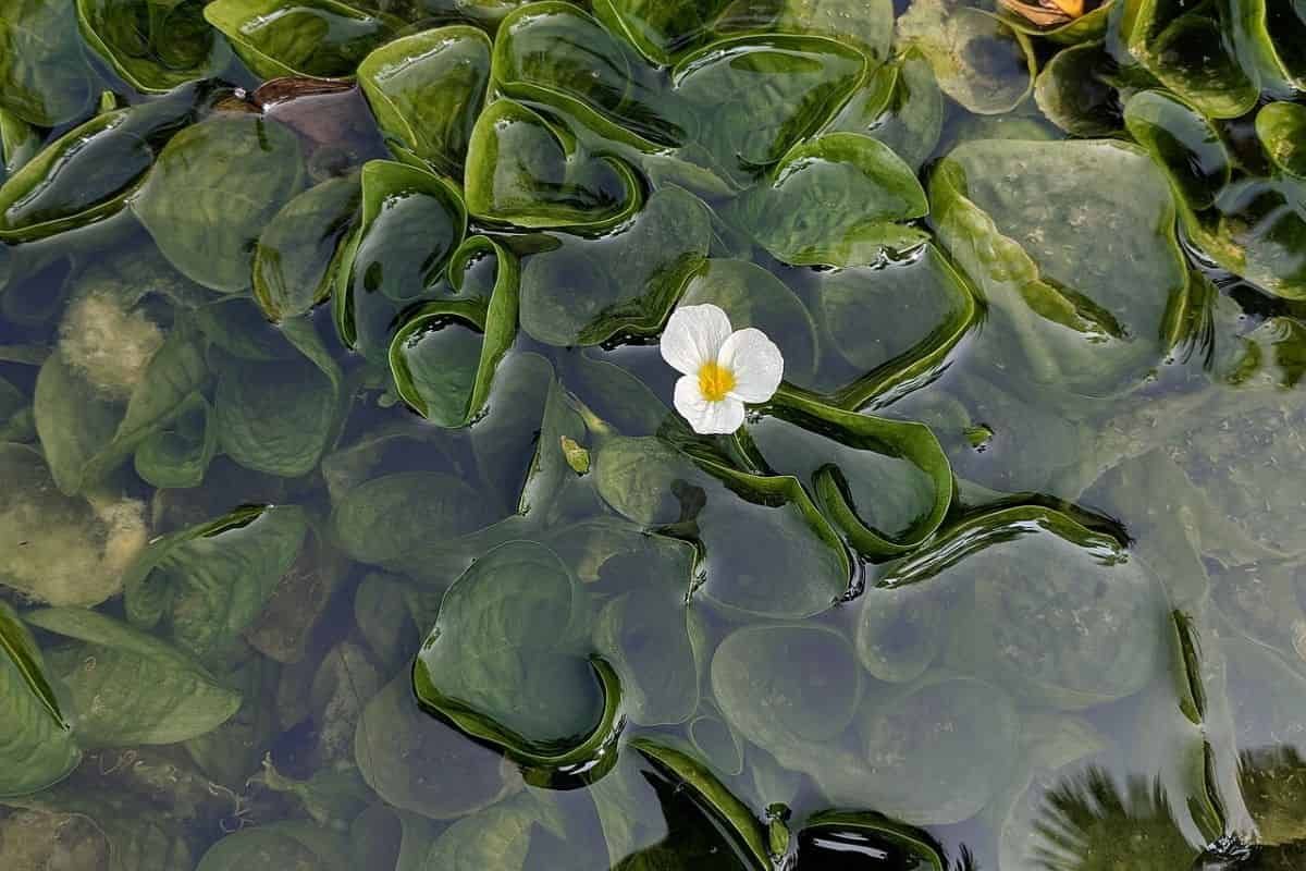 A look at the leaf anatomy of an unusual freshwater aquatic