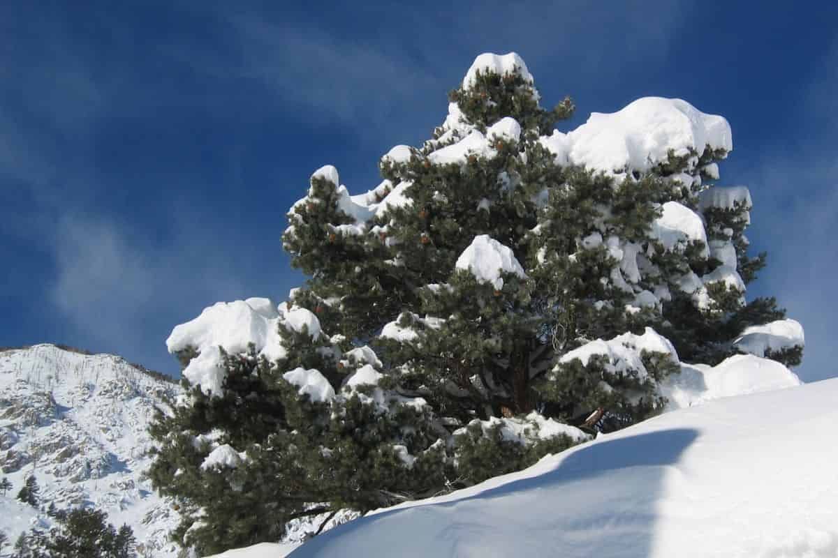 The Hidden Heritage of Pinyon Pines
