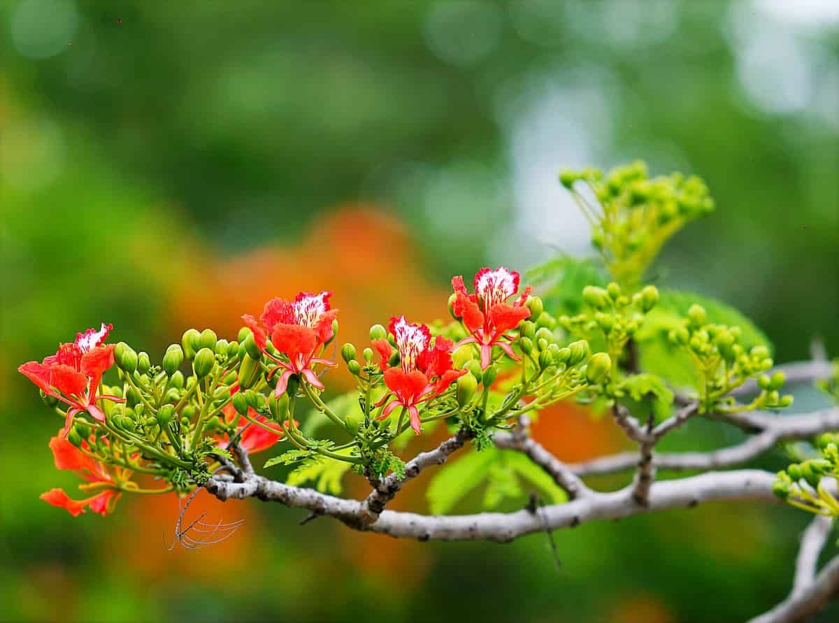 Control of masting may be epigenetic