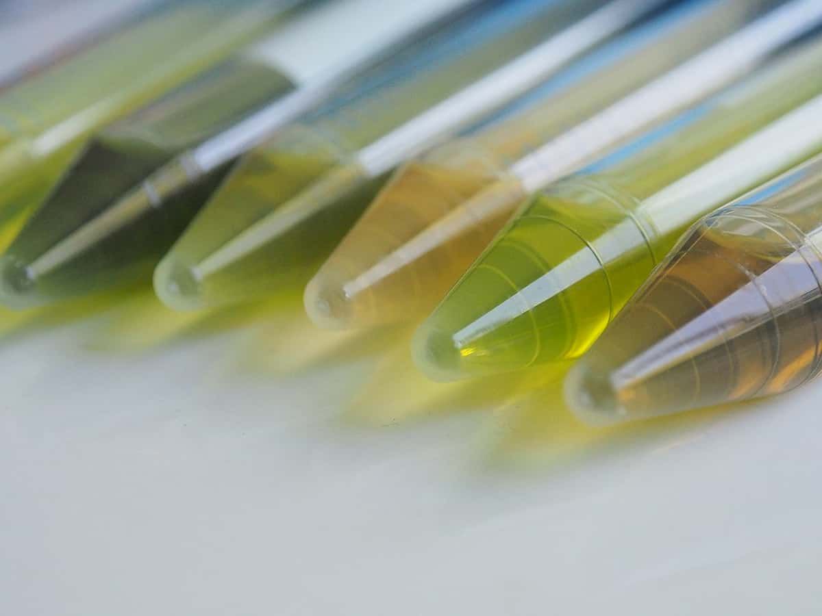 Bulking up: do plants make gains in secondary metabolites through genome duplication?