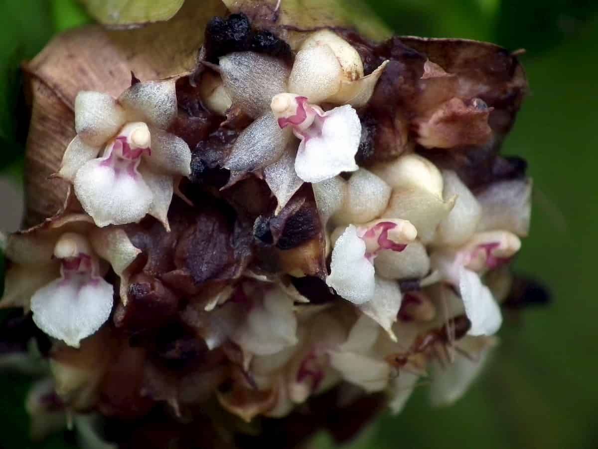 Orchid conservation must be guided by an understanding of their ecology
