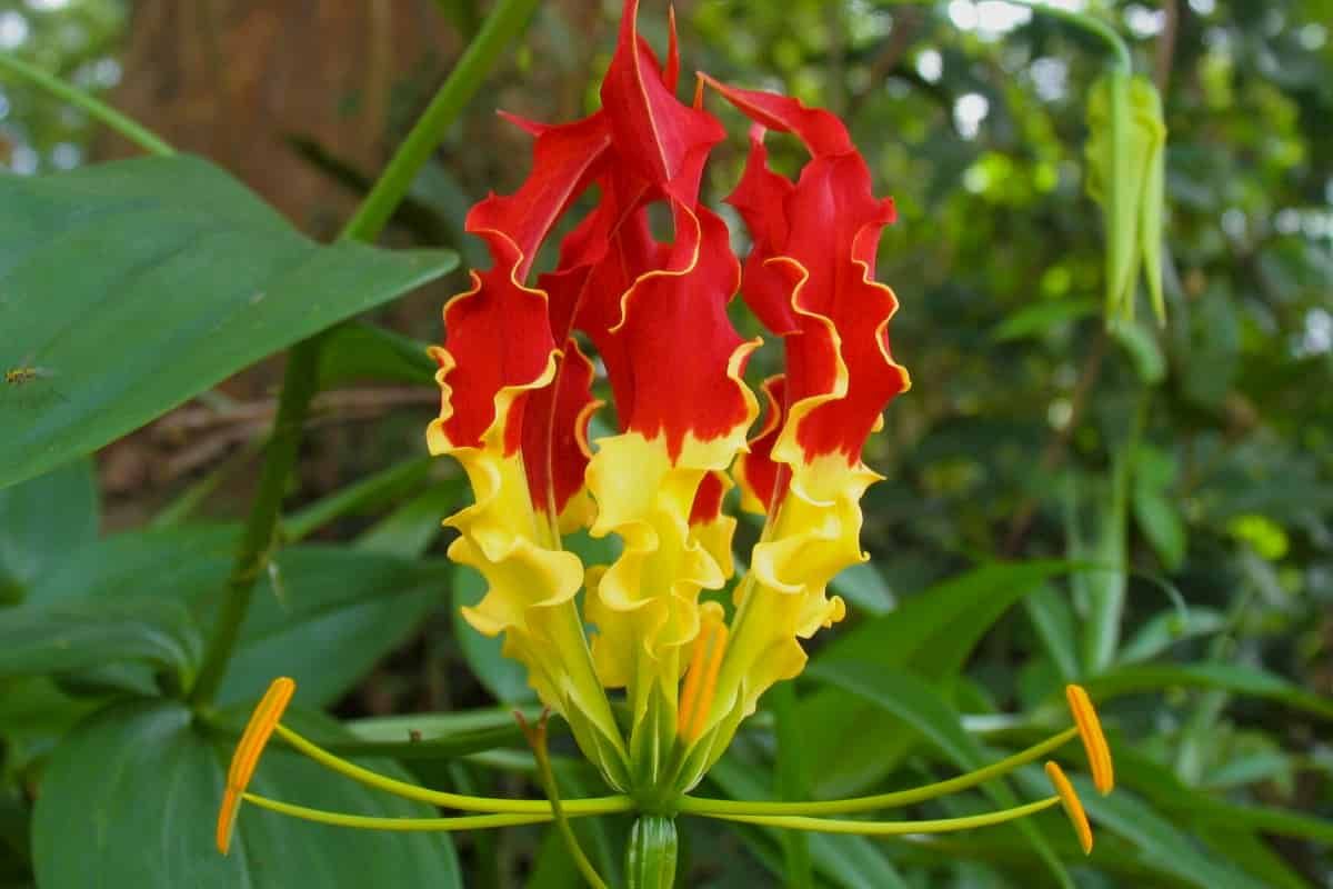 Some pollen hitches a lift on butterfly wings to travel between plants