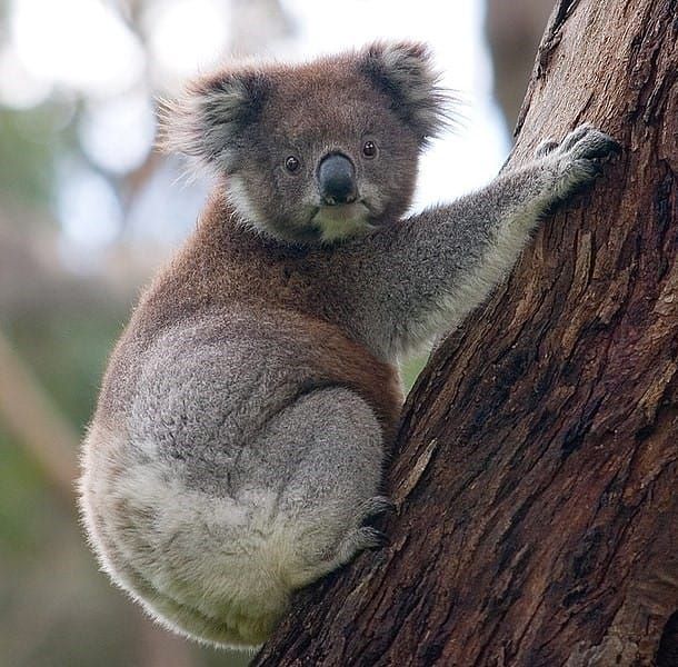 Koalas up a gum tree, but having the last laugh..?