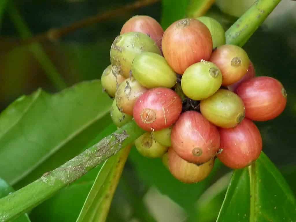 Die Musterbohne? Computermodellierung des Coffea-Wachstums