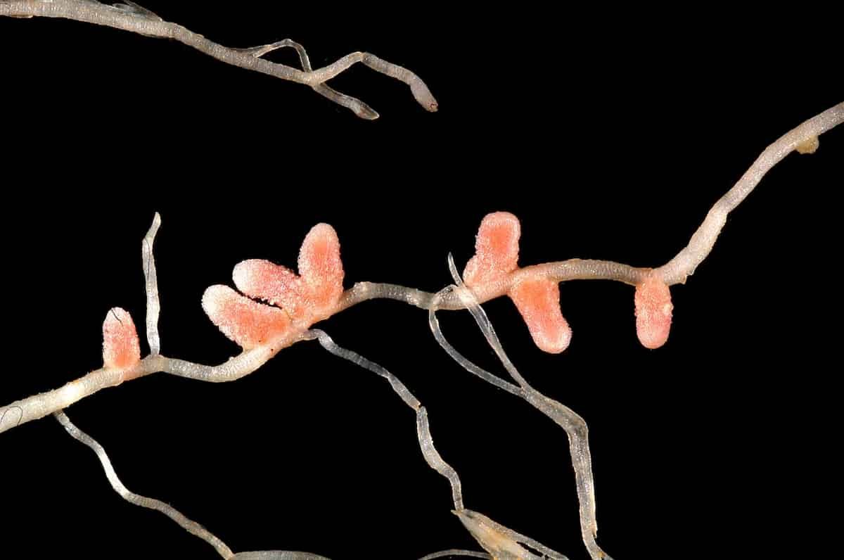New insights on the role of cytokinin in nodule formation