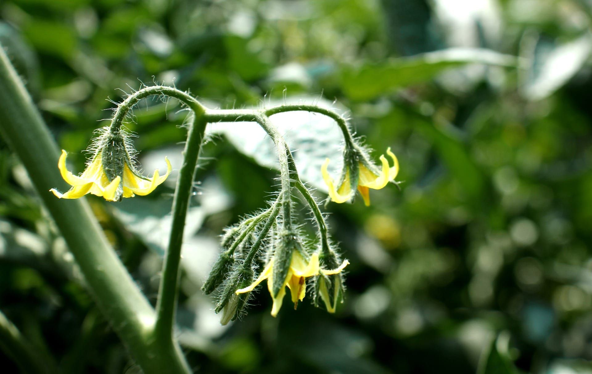 Climate driven population divergence and future extinction risk in wild tomato