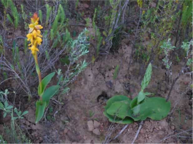 A long-lasting connection? Links between genome size and stomata size in plants