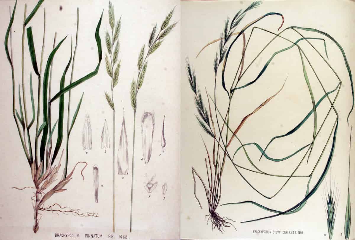 Image analysis of phytoliths can tell grass species apart