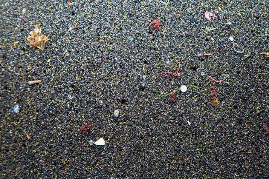 Plastikpflanzen?! Nanoplastik kann auch für Pflanzen eine schlechte Nachricht sein.