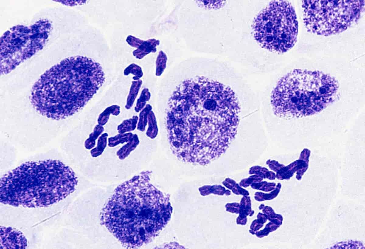 Bewegen Sie sich über Faktor 50! Kann die Erhöhung ihrer Chromosomenzahl dazu beitragen, Pflanzen vor UV-Strahlung zu schützen?
