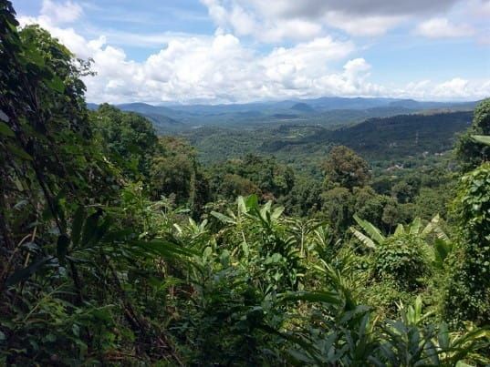 Metaller! Muster extremer Mineralakkumulation in Pflanzen