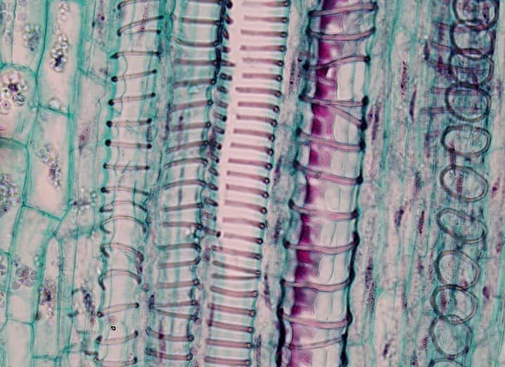 Die Zusammenhänge zwischen Pflanzenhormonen und der Zellulosesynthese in Pflanzen verstehen: noch eine große Unbekannte!