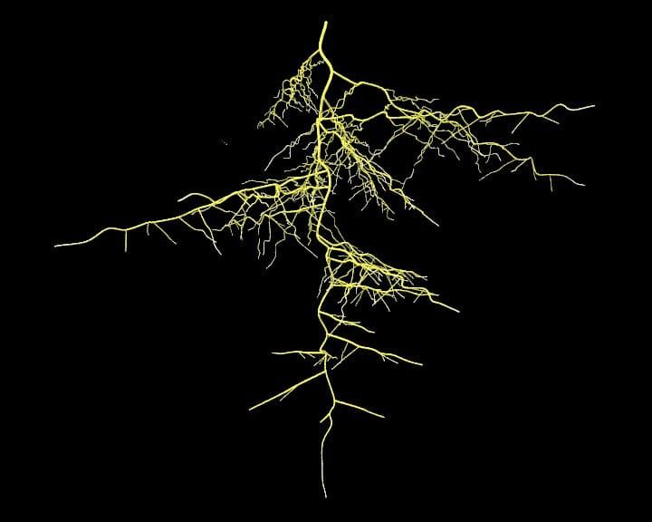 Unter Tage gehen: Wie ein Teil der Vielfalt in der Pflanzenwurzelmorphologie entstand
