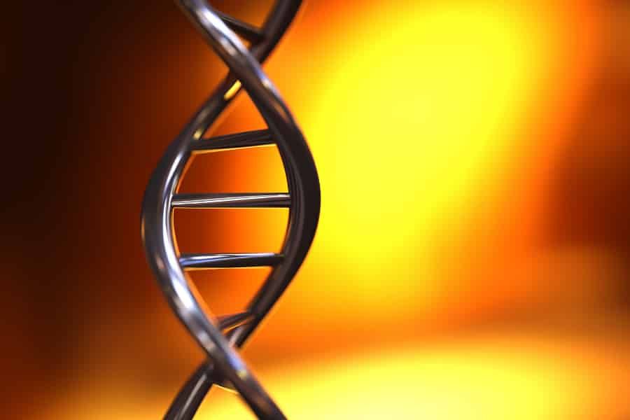 More DNA in golden-brown algae leads to bigger cells, but slower growth